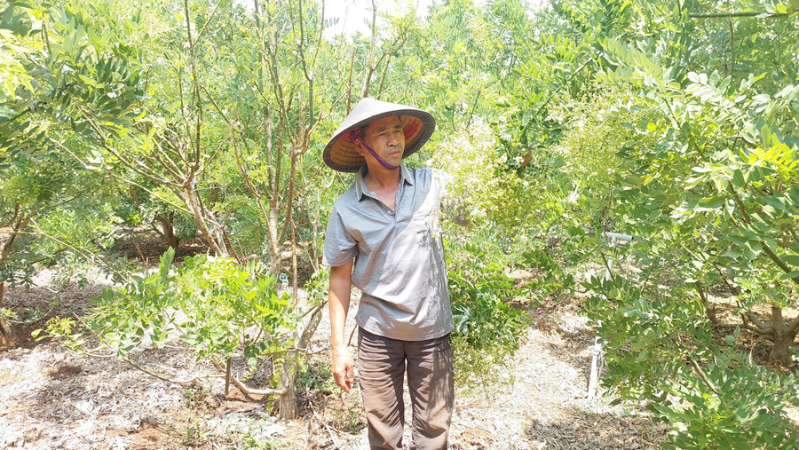 Người dân xã Ia Le phát triển cây hoa hòe làm dược liệu. Ảnh: N.D nguoi-dan-xa-ia-le-phat-trien-cay-duoc-lieu-hoa-hoe.jpg