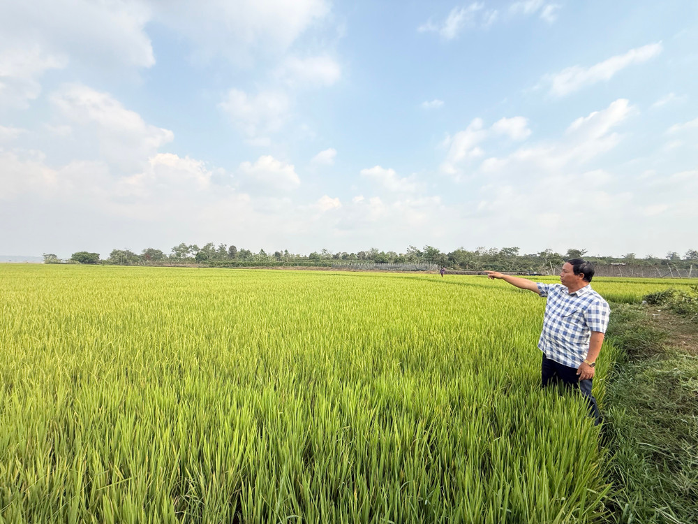 Ông Byin-Chủ tịch Hội Nông dân xã A Dơk (huyện Đak Đoa) khảo sát tình trạng hạn hán tại cánh đồng Đak Kut. Ảnh: Lạc Hà tempimageqvonxf.jpg