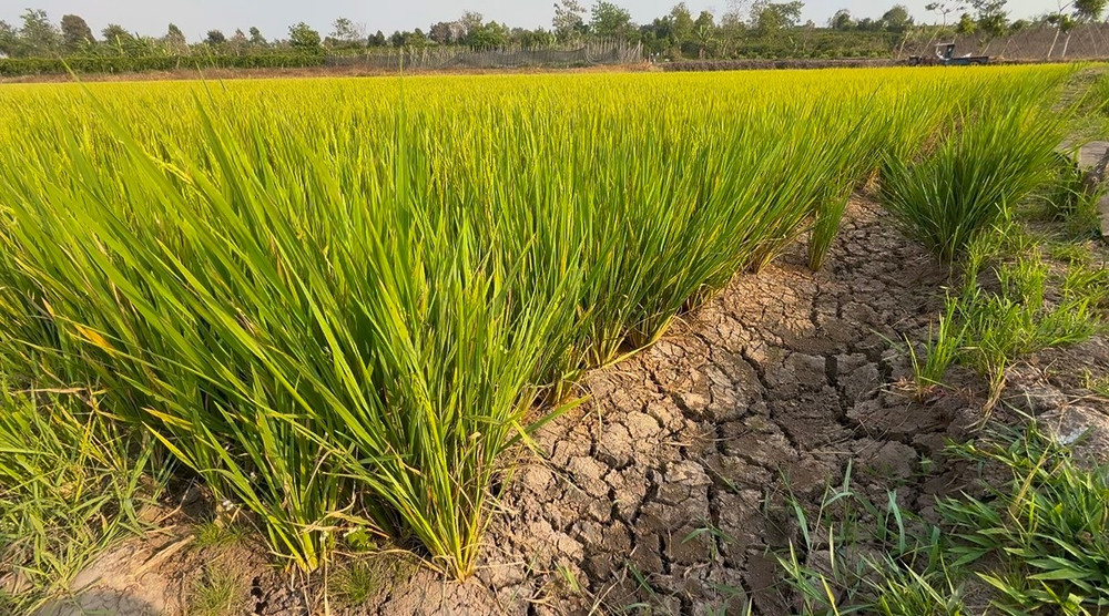 Tình trạng hạn hán tại cánh đồng Đak Kut (xã A Dơk, huyện Đak Đoa). Ảnh: Lạc Hà img-0076.jpg