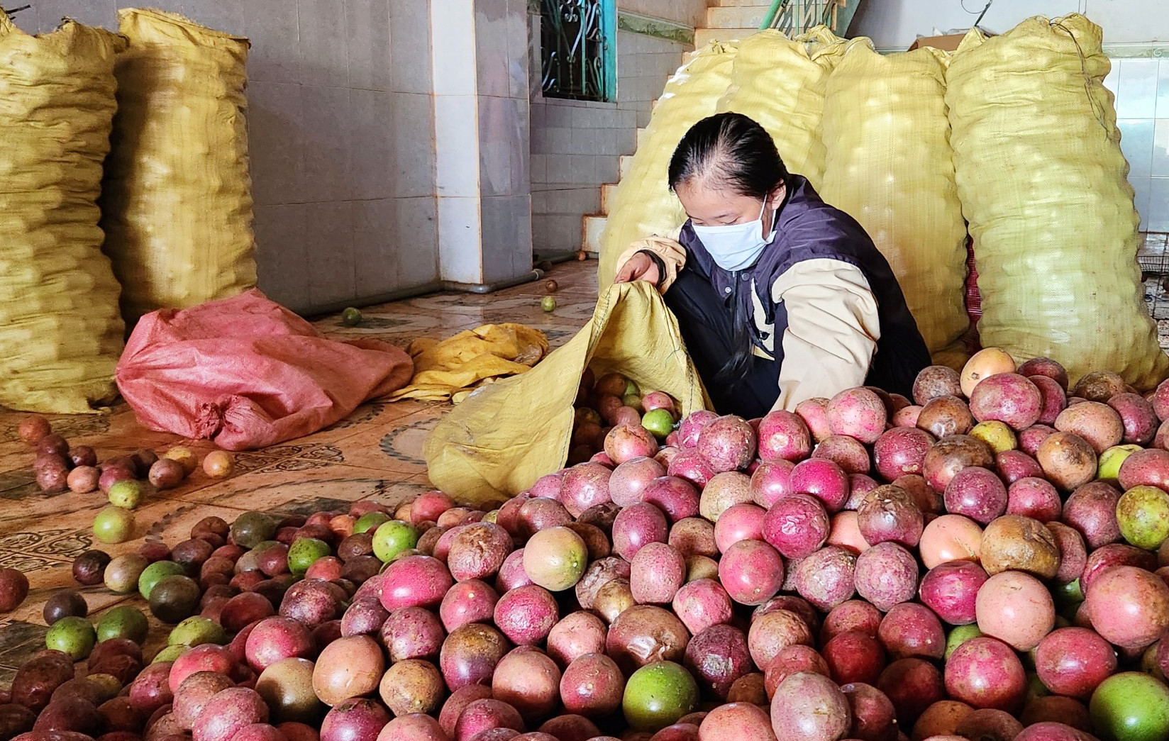 Chanh dây rớt giá khiến nhiều hộ dân thua lỗ nặng. Chanh dây rớt giá khiến nhiều hộ dân thua lỗ nặng.