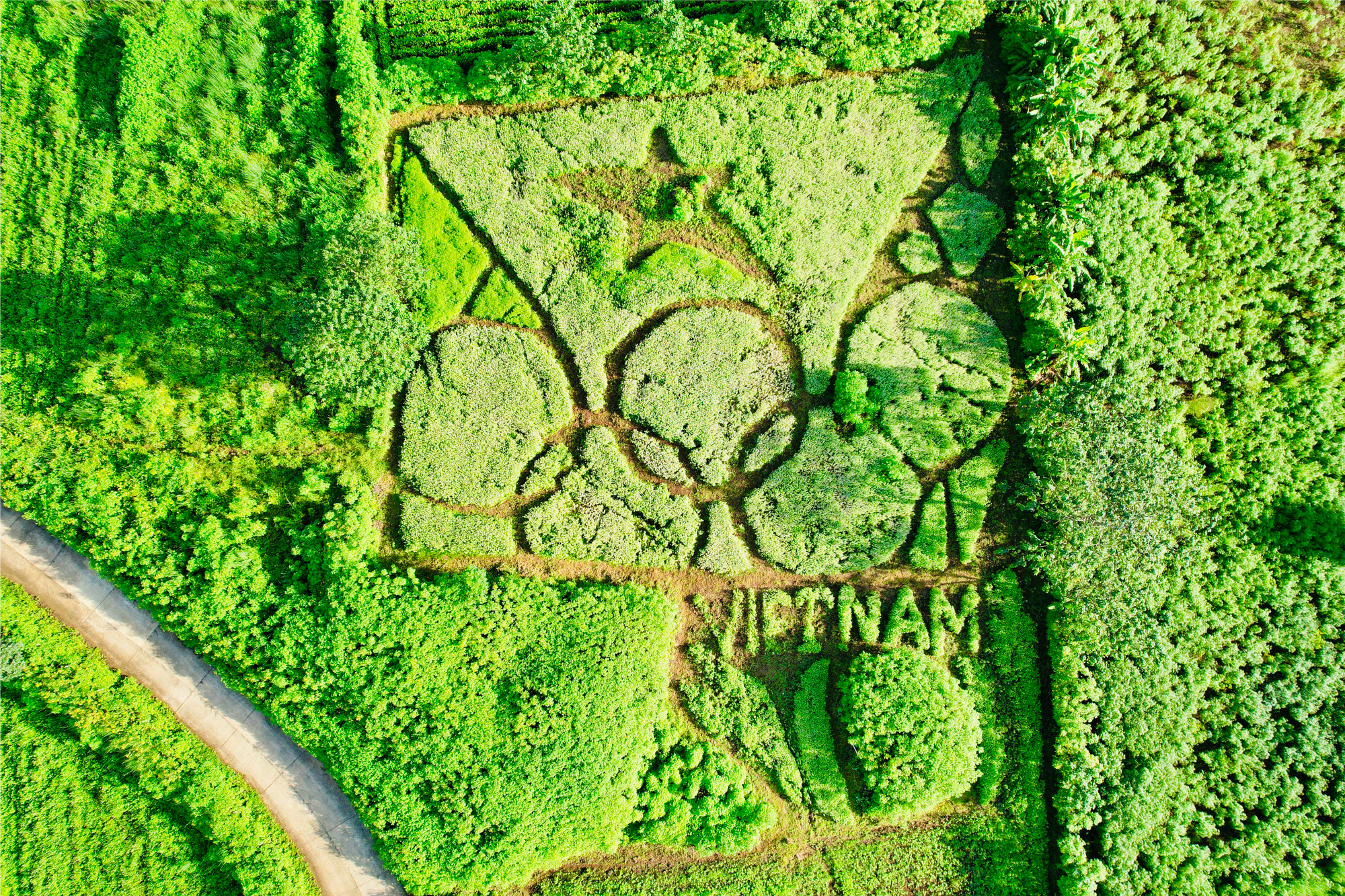 Vườn hoa tam giác mạch nhìn từ trên cao. Ảnh: NVCC