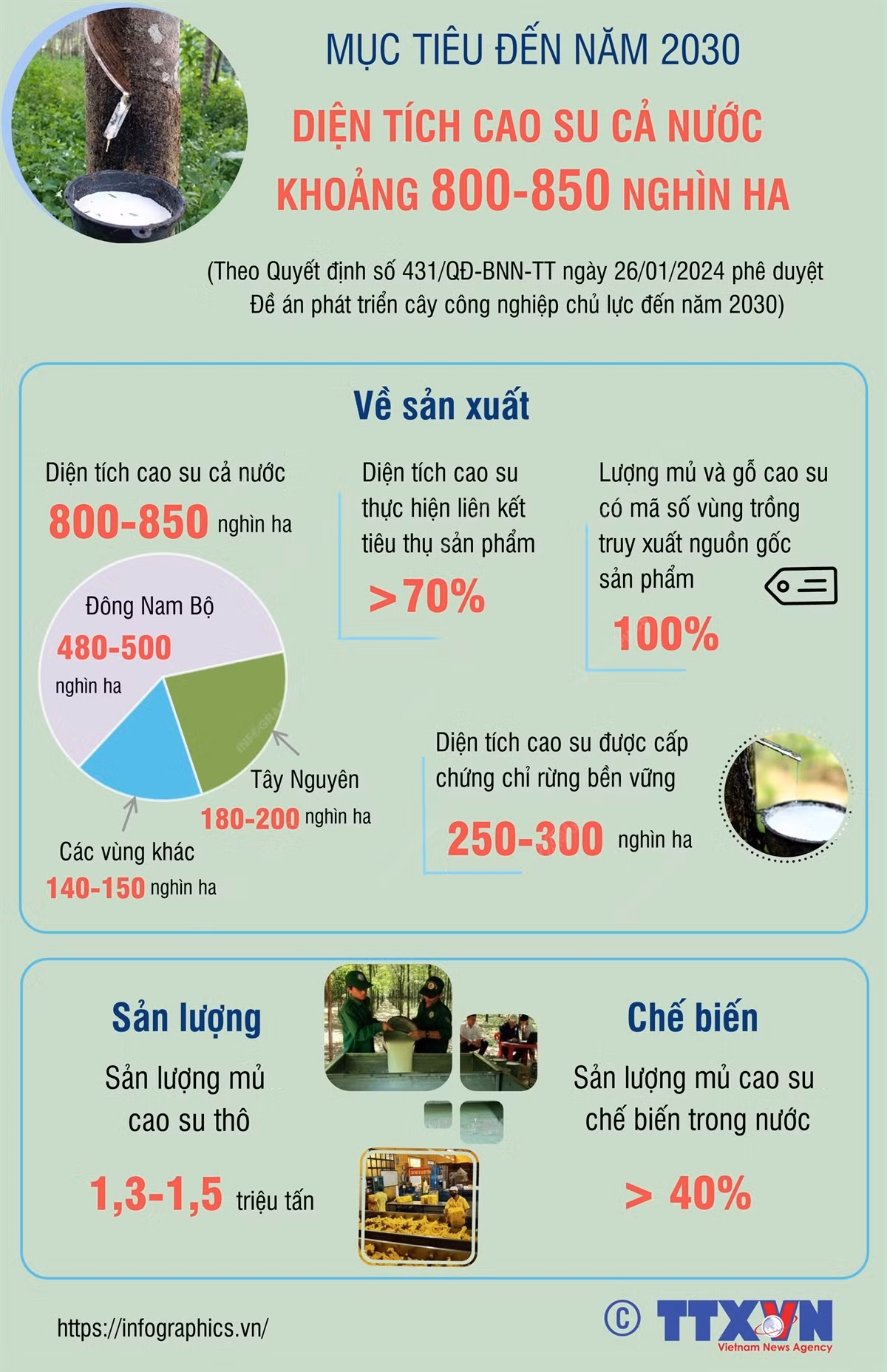 Mục tiêu đến năm 2030, diện tích cao su của cả nước khoảng 800 - 850 nghìn ha ảnh 1