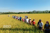 Sản xuất lúa hữu cơ gắn liên kết tiêu thụ sản phẩm: Nâng cao giá trị sản phẩm