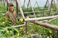 Giàu lên nhờ chuyển đổi, xen canh cây trồng