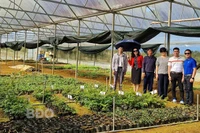 Dược liệu quý “bén rễ” vùng núi cao An Toàn