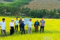 Tổng kết mô hình sản xuất lúa chất lượng đạt tiêu chuẩn hữu cơ tại Hoài Ân
