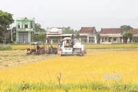 Nông dân hối hả thu hoạch lúa vụ Ðông Xuân