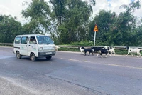 Hiểm họa từ gia súc thả rông trên đường