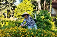 Phân bón hữu cơ - giải pháp thân thiện với môi trường