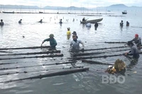 Xử lý vi phạm trong hoạt động nuôi, khai thác thủy sản trên đầm Thị Nại: Quyết tâm, triệt để, không để tái diễn