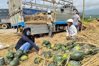 An Lão: Dưa hấu mất mùa, mất giá