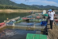 Mở lối xuất khẩu cá điêu hồng nuôi trong hồ thủy lợi