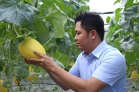 Đẩy mạnh nghiên cứu và chuyển giao giống cây trồng mới