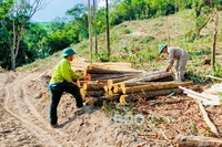 Trạm Hà Dế bảo vệ rừng an toàn