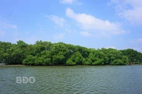 Khúc hoan ca dừa nước đầm Thị Nại