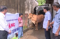 Trao tặng bò cho người khuyết tật ở Phù Mỹ, An Nhơn
