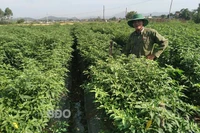 Sản xuất ớt VietGAP: Giải pháp nâng cao hiệu quả kinh tế