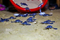 Nhơn Hải - Nơi bình yên rùa đẻ