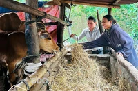 Vân Canh: Giảm nghèo hiệu quả từ các dự án sản xuất theo chuỗi giá trị