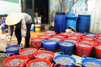 Ngư dân Nhơn Lý trúng đậm mùa cá cơm