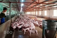 Chủ động kiểm soát dịch bệnh khi tái đàn vật nuôi