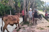 Hoài Ân: Bàn giao bò giống cho hộ cận nghèo, hộ mới thoát nghèo