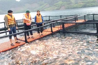 Hướng đến xây dựng vùng nuôi, cấp mã số truy xuất nguồn gốc