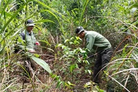 Đề xuất 4 loài cây để trồng rừng đặc dụng, phòng hộ