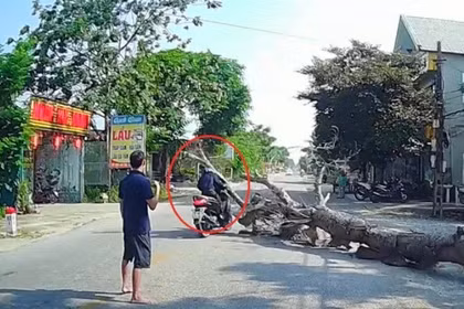 Thông tin mới nhất vụ cưa cây làm chết người: Gia đình nạn nhân mong giảm nhẹ hình phạt