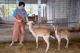 Chàng trai 9X ở Chư Sê khởi nghiệp thành công từ mô hình nuôi hươu sao