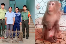 Người dân Al Bá tự nguyện giao nộp cá thể khỉ quý hiếm
