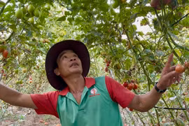 Cà chua rớt giá: Nông dân phường An Phú rơi vào cảnh khó khăn