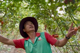 Cà chua rớt giá: Nông dân phường An Phú rơi vào cảnh khó khăn