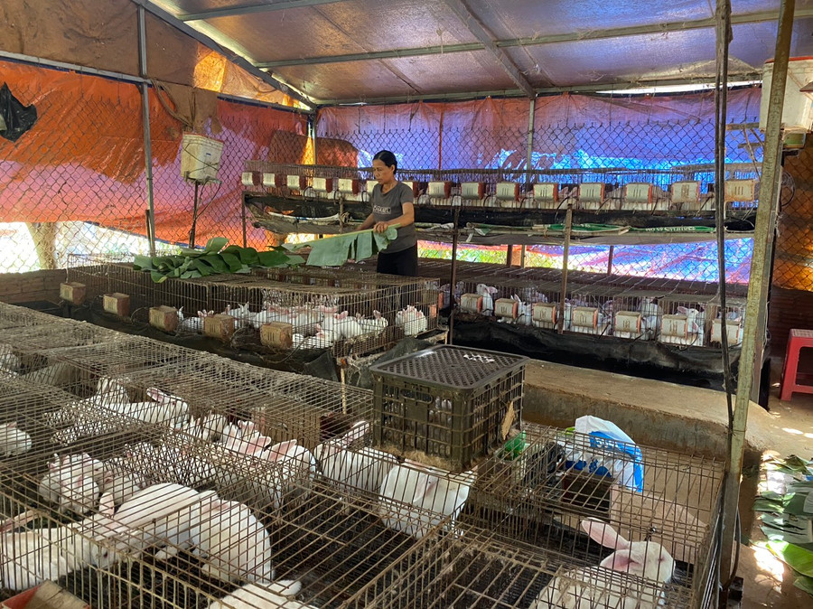 Từ nguồn vốn tín dụng chính sách, nhiều gia đình đầu tư phát triển mô hình chăn nuôi mang lại hiệu quả kinh tế cao. Ảnh: Sơn Ca. Từ nguồn vốn tín dụng chính sách, nhiều gia đình đầu tư phát triển mô hình chăn nuôi mang lại hiệu quả kinh tế cao. Ảnh: Sơn Ca.