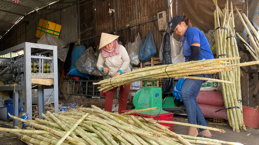 Sức tiêu thụ tăng mạnh, lượng mía cây do các vựa đầu mối cung ứng ra thị trường cũng tăng theo. Ảnh: Sơn Ca