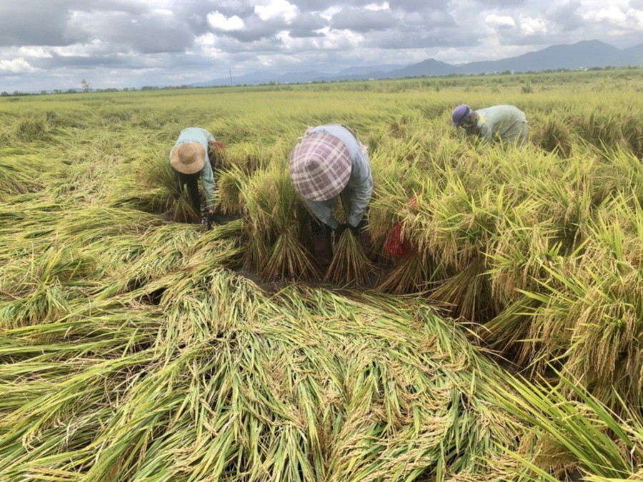 Mưa bão làm lúa của người dân huyện Phú Thiện bị ngã đổ và thiệt hại nặng. Ảnh: Lê Nam