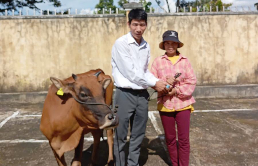 Bàn giao bò giống sinh sản cho các hộ khó khăn ở làng Kênh Chóp, xã Ia Nhin. Ảnh: V.Đ Bàn giao bò giống sinh sản cho các hộ khó khăn ở làng Kênh Chóp, xã Ia Nhin. Ảnh: V.Đ