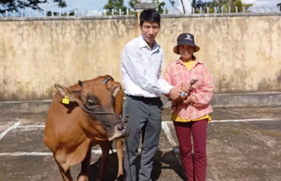 Bàn giao bò giống sinh sản cho các hộ khó khăn ở làng Kênh Chóp, xã Ia Nhin. Ảnh: V.Đ