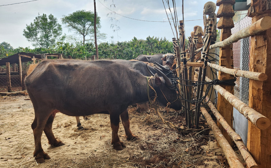 Các gia đình mua trâu và bò để hiến tế tại lễ Pơ thi. Ảnh: Phạm Ngọc
