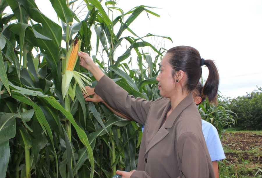 Giống bắp sinh khối ĐH 17-5 cho năng suất, chất lượng vượt trội. Ảnh: T.T