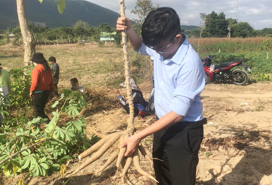 Giống mì HN5 thích nghi với điều kiện thổ nhưỡng, kháng bệnh khảm lá, cho năng suất 25 tấn củ tươi/ha. Ảnh: Văn Đại Giống mì HN5 thích nghi với điều kiện thổ nhưỡng, kháng bệnh khảm lá, cho năng suất 25 tấn củ tươi/ha. Ảnh: Văn Đại