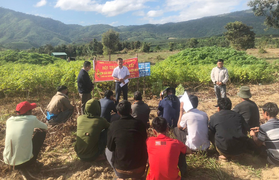 Người dân mong muốn giống mì HN5 sẽ được nhân rộng sản xuất trong thời gian tới. Ảnh: Văn Đại Người dân mong muốn giống mì HN5 sẽ được nhân rộng sản xuất trong thời gian tới. Ảnh: Văn Đại