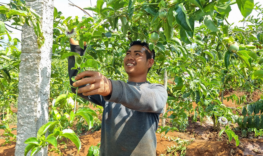Nhờ trồng chanh dây xen trong vườn cà phê nên kinh tế của gia anh Huik (làng Weh, xã Hà Bầu, huyện Đak Đoa) được cải thiện, tháng nào cũng có nguồn thu. Ảnh: Ngọc Sang