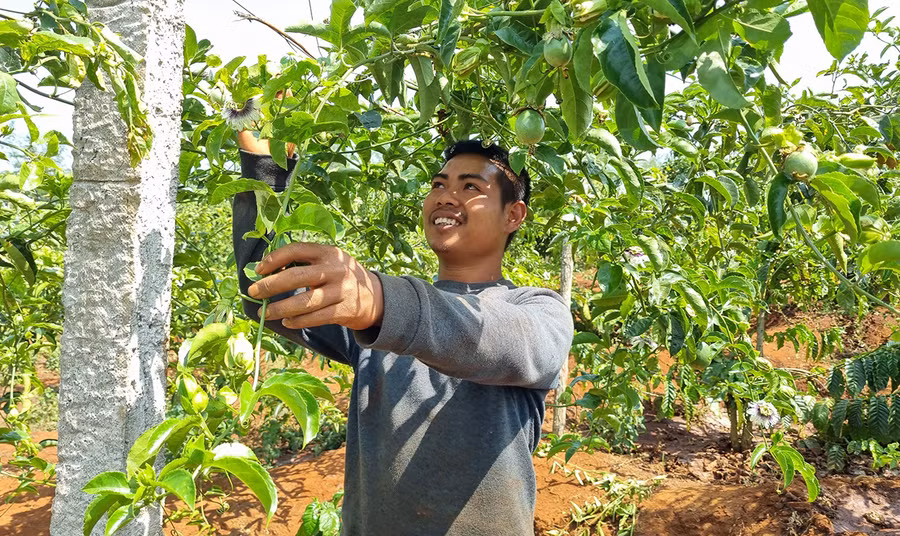 Nhờ trồng chanh dây xen trong vườn cà phê nên kinh tế của gia anh Huik (làng Weh, xã Hà Bầu, huyện Đak Đoa) được cải thiện, tháng nào cũng có nguồn thu. Ảnh: Ngọc Sang