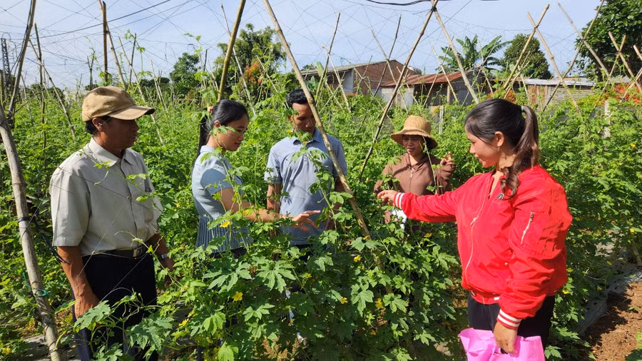 Các học viên được hướng dẫn về kỹ thuật trồng và chăm sóc rau an toàn. Ảnh: Phạm Ngọc