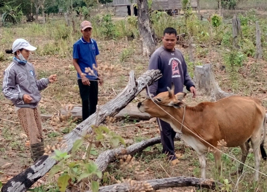 Cán bộ thú y Trung tâm Dịch vụ nông nghiệp huyện Kông Chro tiêm phòng vắc xin viêm da nổi cục trên đàn bò. Ảnh: Phạm Ngọc Cán bộ thú y Trung tâm Dịch vụ nông nghiệp huyện Kông Chro tiêm phòng vắc xin viêm da nổi cục trên đàn bò. Ảnh: Phạm Ngọc