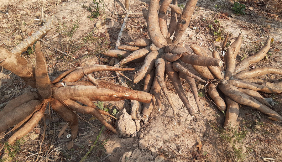 Đến năm 2025, huyện Krông Pa sẽ có khoảng 25-30 ngàn ha được trồng từ giống mì HN3 và HN5. Ảnh: Hà Phương Đến năm 2025, huyện Krông Pa sẽ có khoảng 25-30 ngàn ha được trồng từ giống mì HN3 và HN5. Ảnh: Hà Phương