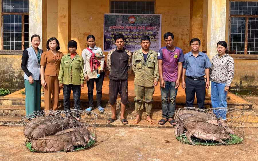 Đoàn trao heo lai rừng lai sinh sản cho các hộ nghèo tại xã Đak Djrăng. Ảnh: Kim Ngọc Đoàn trao heo lai rừng lai sinh sản cho các hộ nghèo tại xã Đak Djrăng. Ảnh: Kim Ngọc