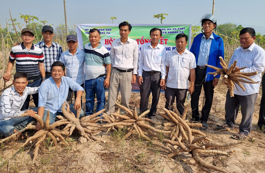 Tại buổi hội thảo, nhiều nông dân chứng kiến giống mì HN3 và HN5 cho năng suất vượt trội. Ảnh: Hà Phương Tại buổi hội thảo, nhiều nông dân chứng kiến giống mì HN3 và HN5 cho năng suất vượt trội. Ảnh: Hà Phương