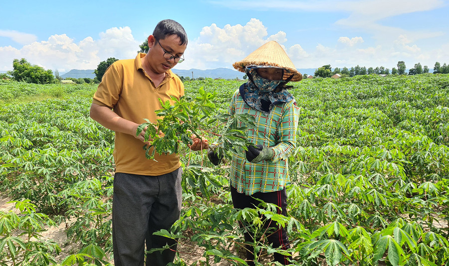 Năm 2022, diện tích mì của gia đình bà Ksor H'Nghiêm (buôn Gum Gốp, xã Ia Rmok) giảm năng suất 40% do bệnh khảm lá vi rút. Ảnh: Ngọc Sang Năm 2022, diện tích mì của gia đình bà Ksor H'Nghiêm (buôn Gum Gốp, xã Ia Rmok) giảm năng suất 40% do bệnh khảm lá vi rút. Ảnh: Ngọc Sang